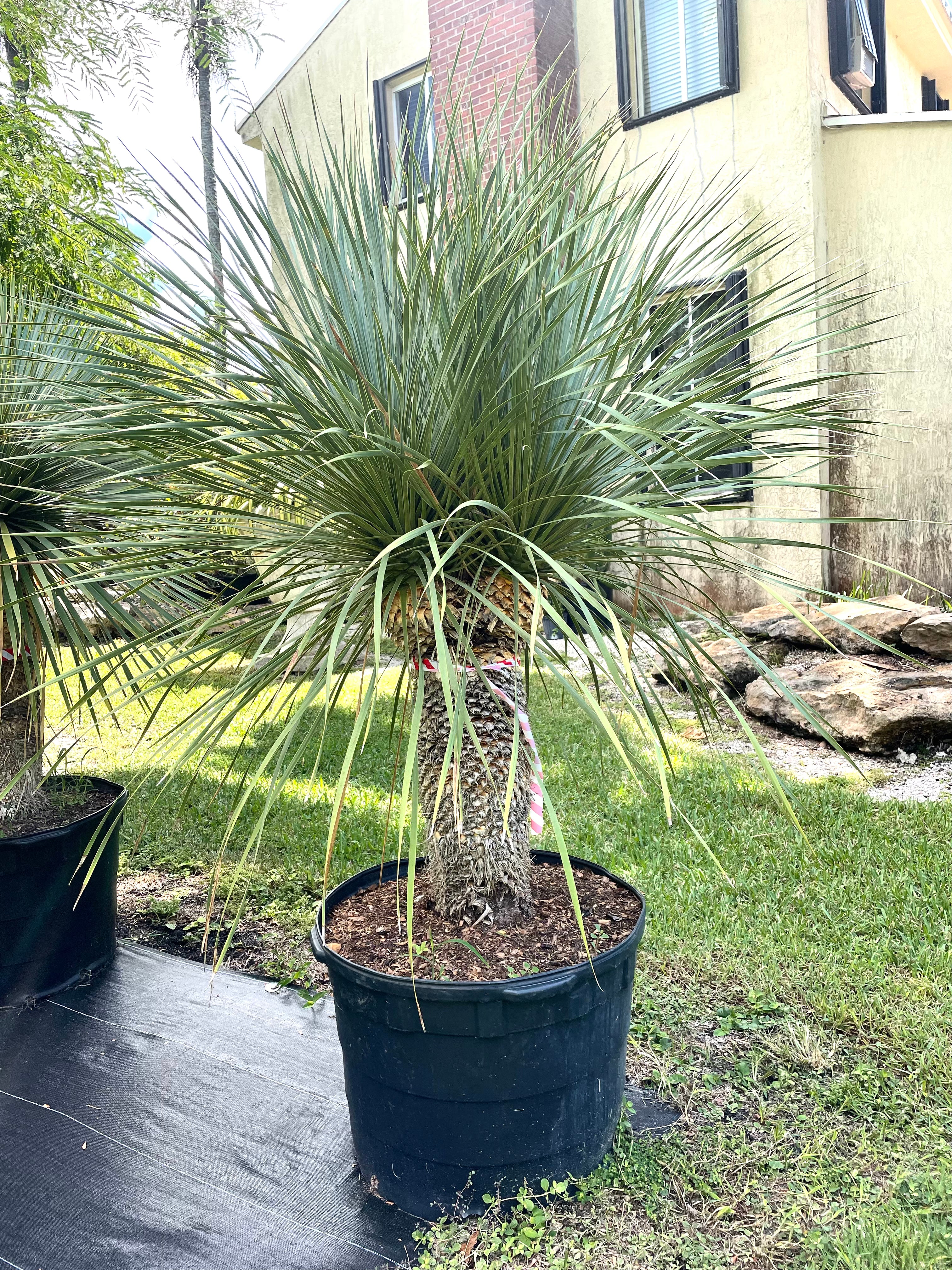 Yucca Rostrata Tree ( Special order)