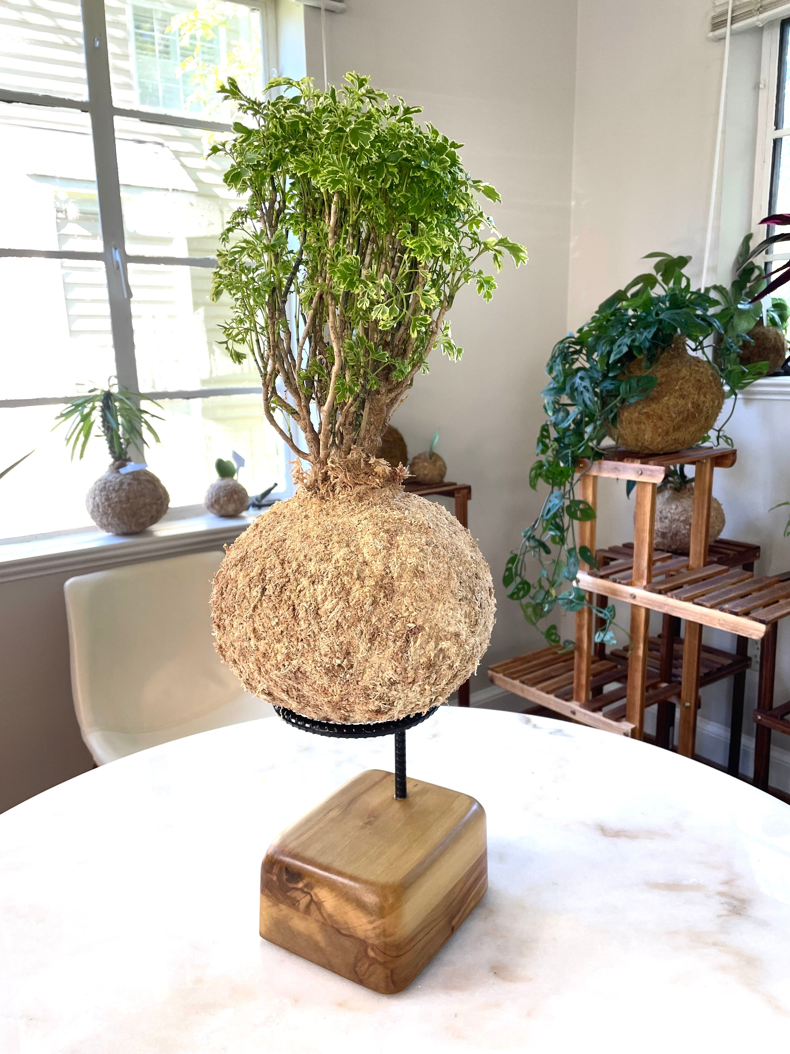 Kokedama Oak Stand-Made to order! Sold out!