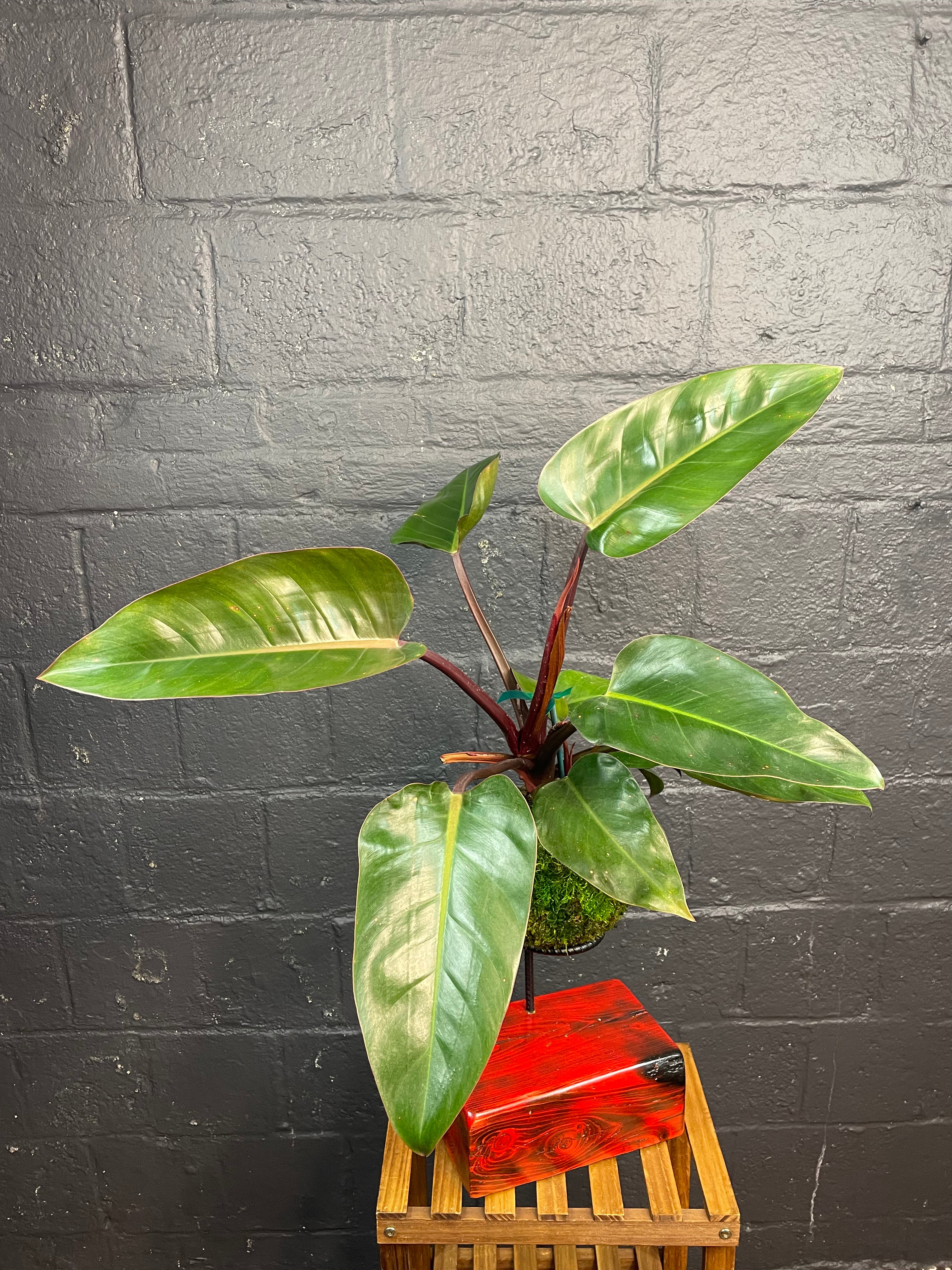 Philodendron Emerald Red Kokedama