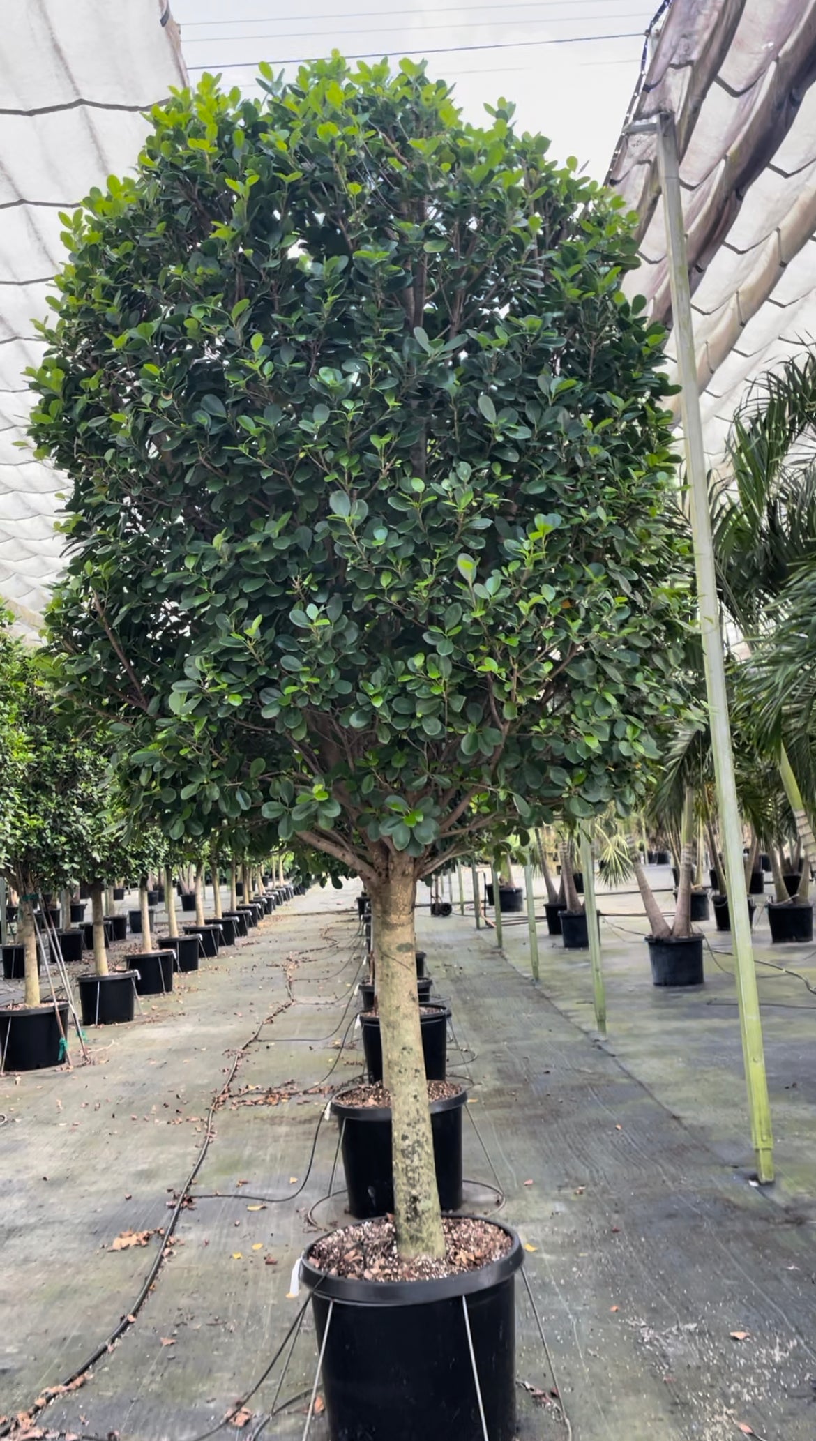 Ficus Moclame 9-12ft-Call before ordering