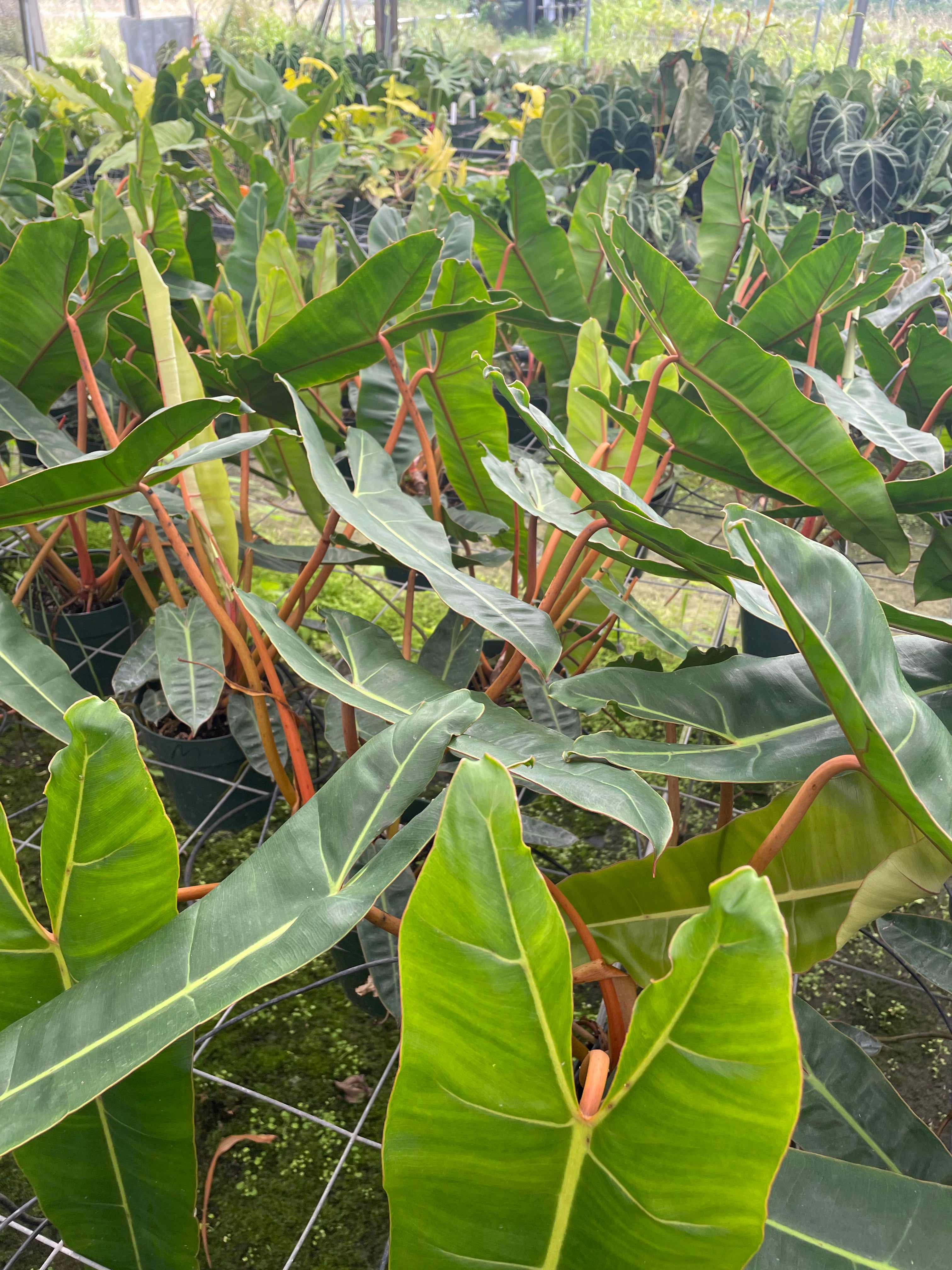 Philodendron billietiae for sale