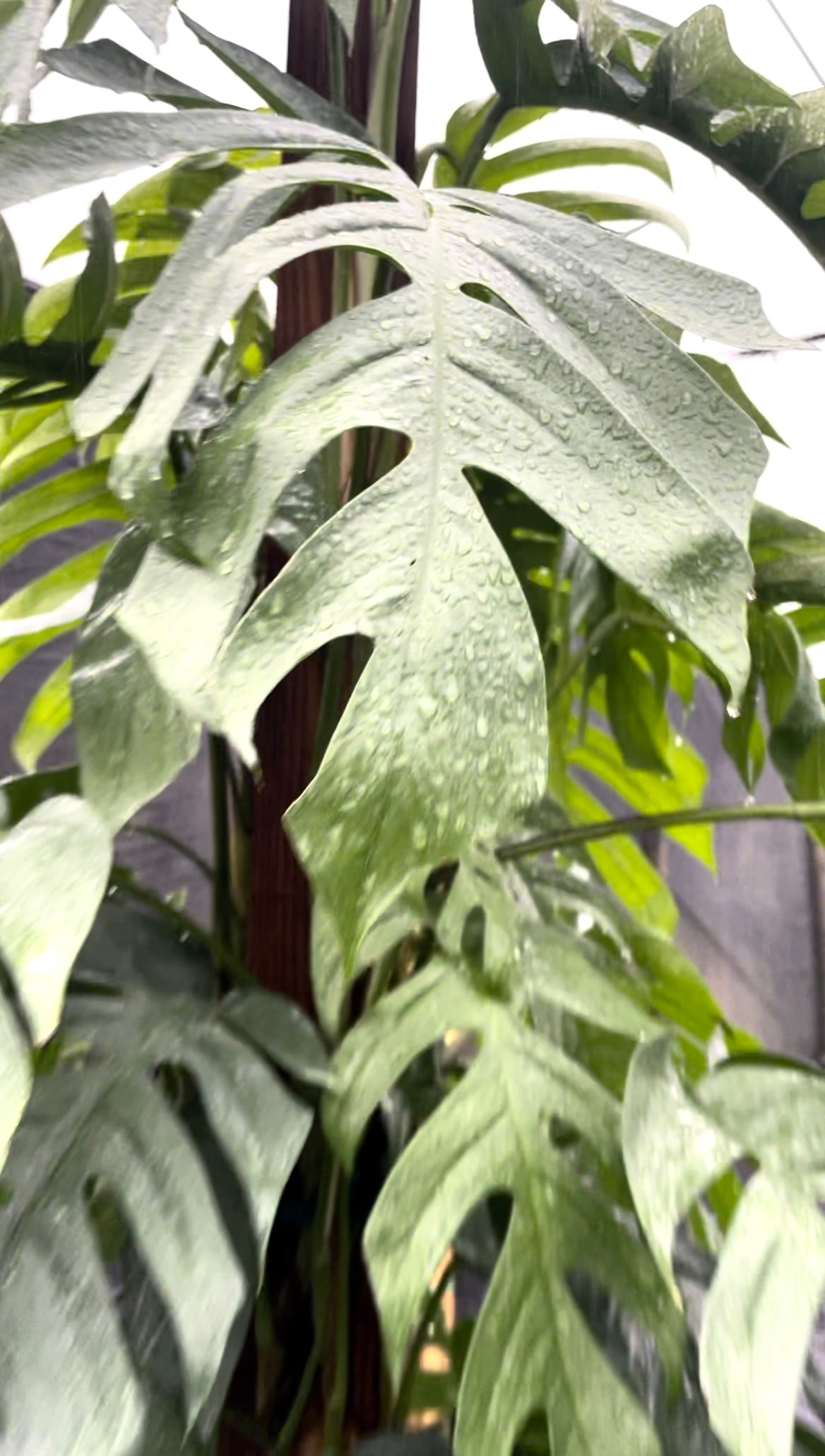 Epipremnum Pinnatum Cebu Blue 6ft – Tropical Plant Biomes