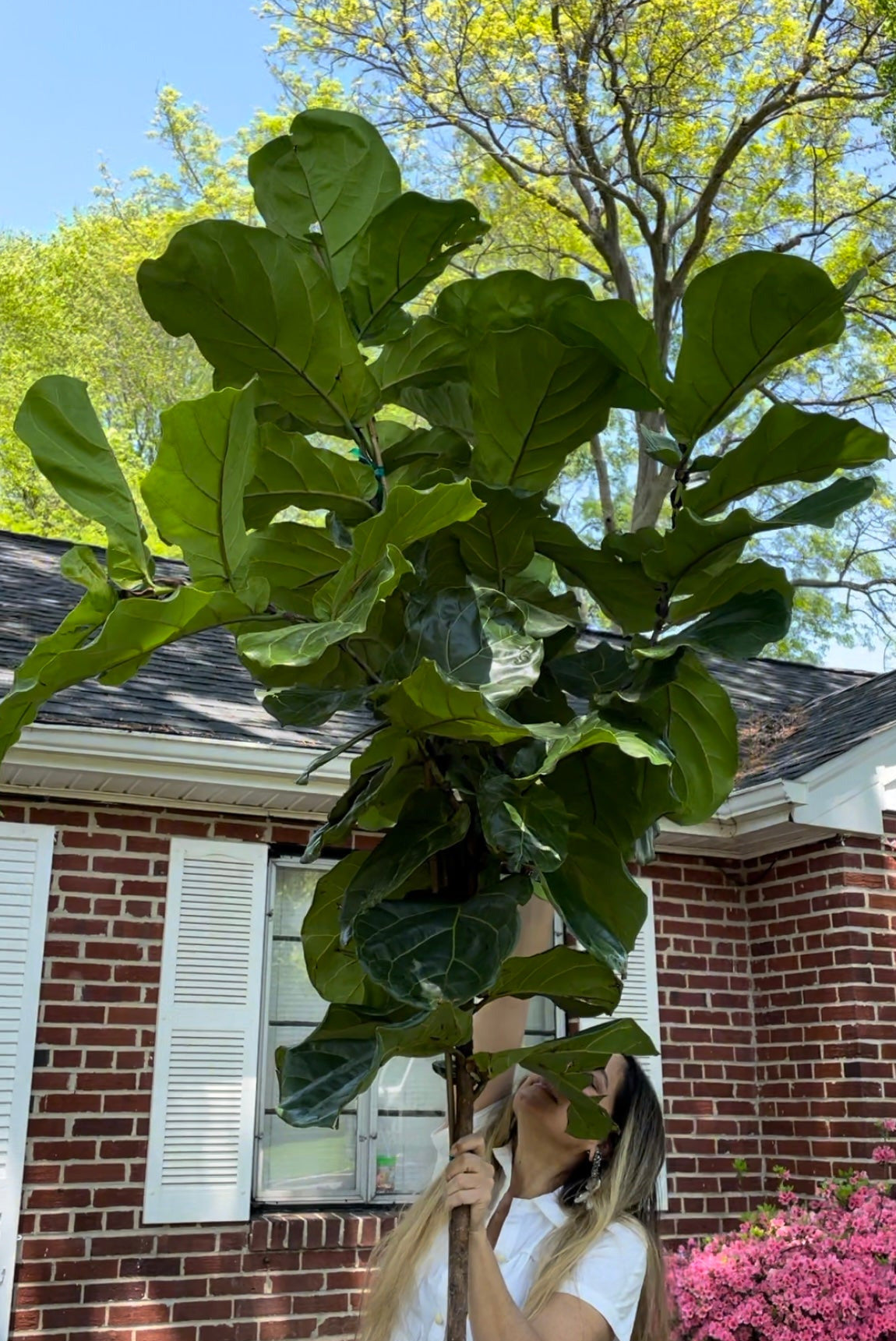Fiddle Leaf Fig-Tall and leafy -ModaConcret Planter