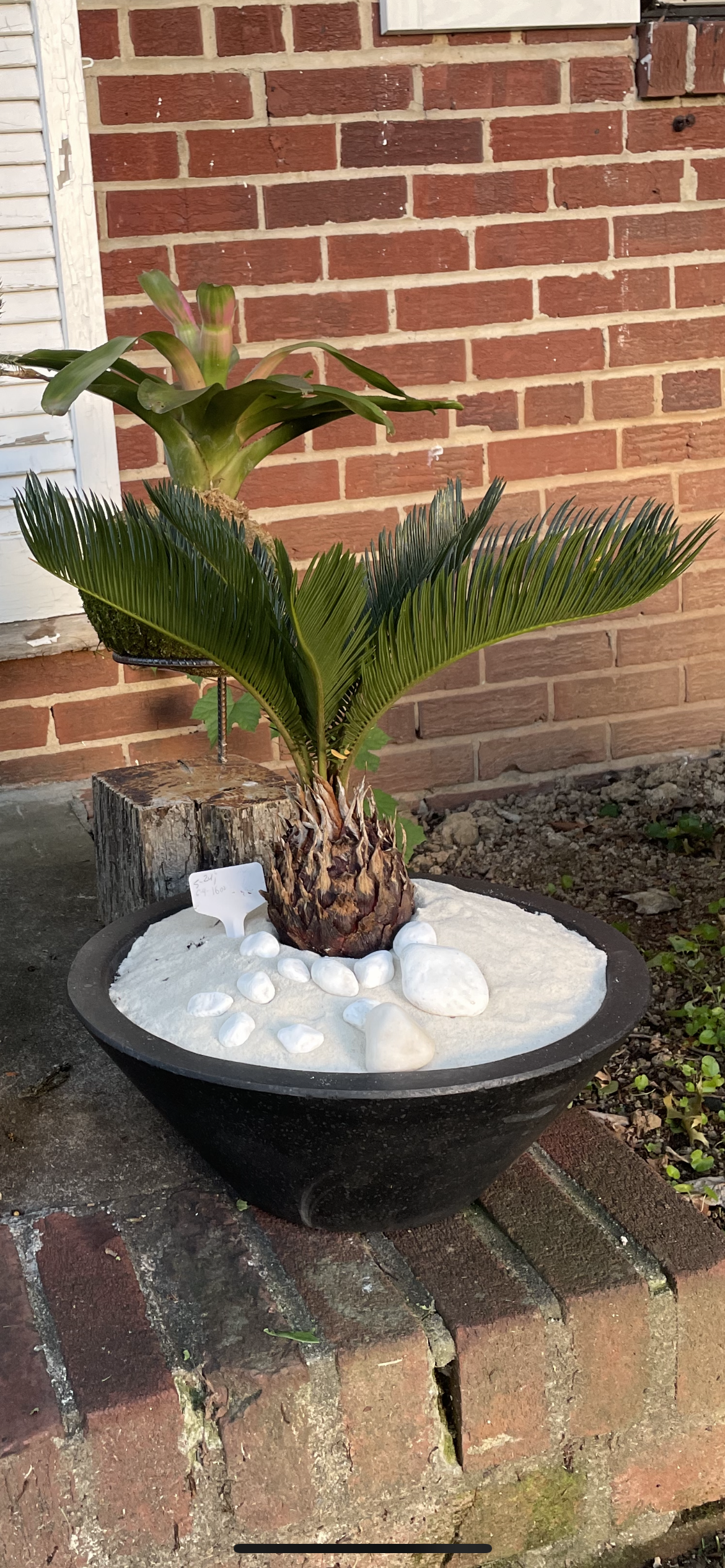 Zen Sago Palm