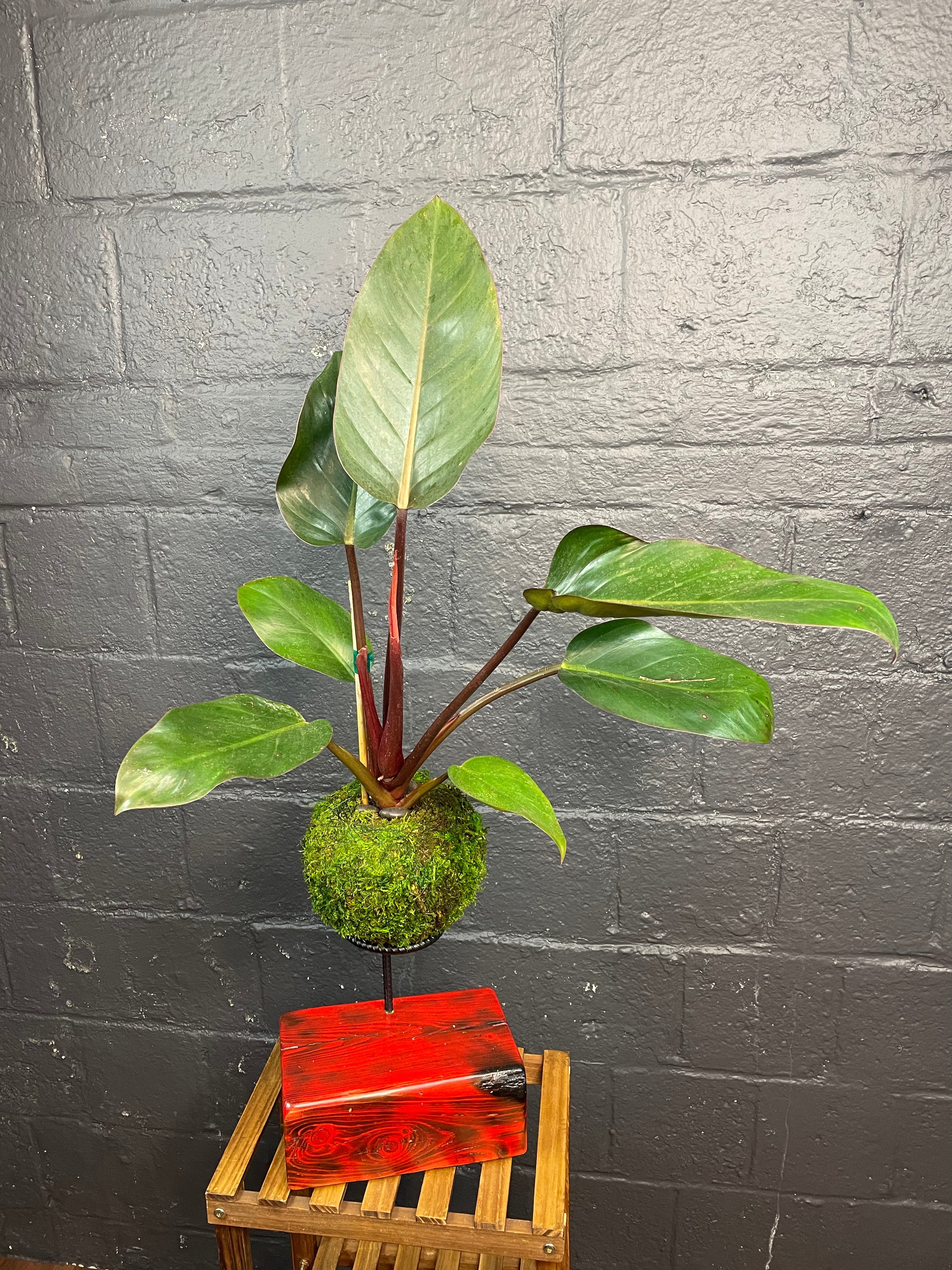 Philodendron Emerald Red Kokedama